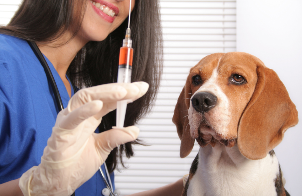 La importancia de vacunar anualmente a tu mascota después del primer año de vida
