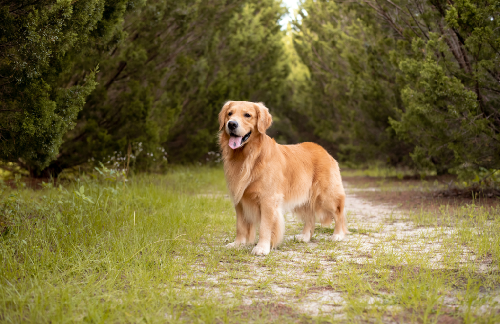 Cuidados esenciales para un Golden Retriever: cómo mantenerlo sano, feliz y lleno de energía
