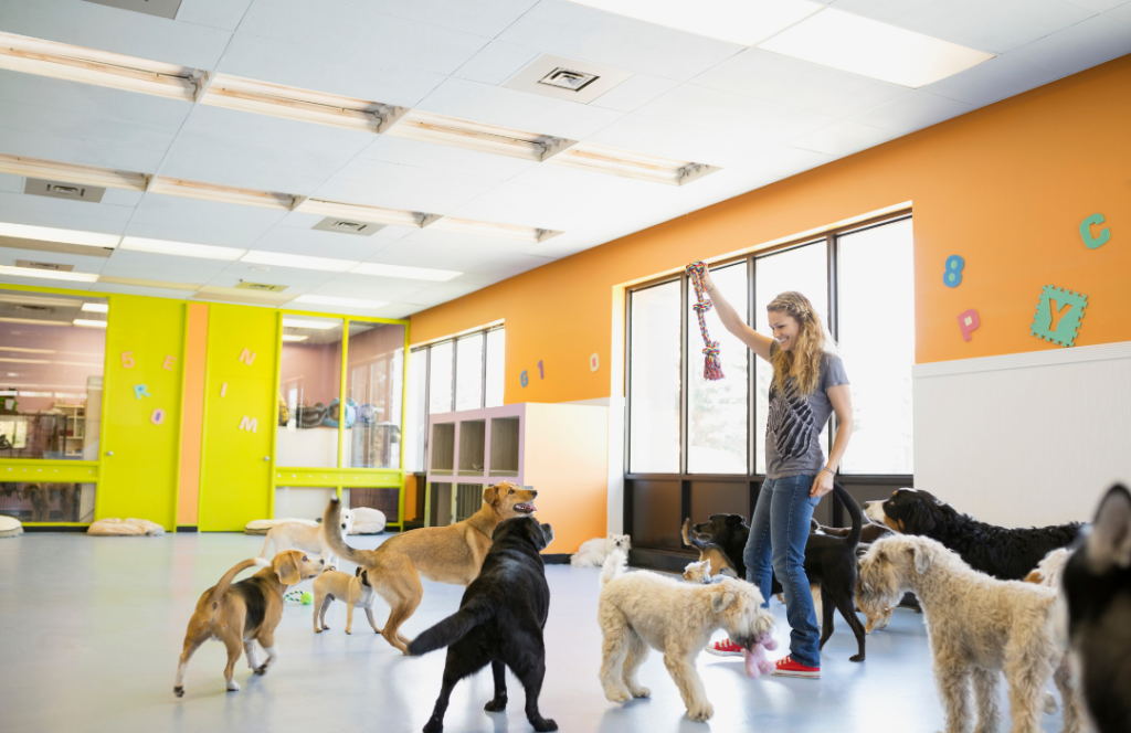 ¿Tu mascota es feliz en la guardería? Aprende a identificar las señales