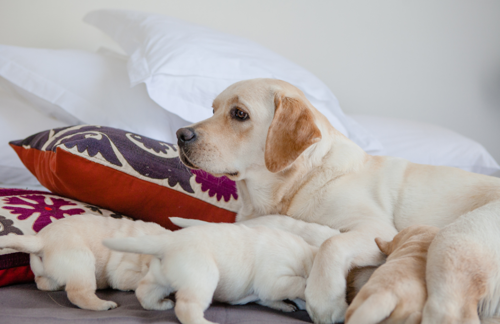 ¿Cuándo destetar a los cachorros? La importancia de hacerlo en el momento adecuado