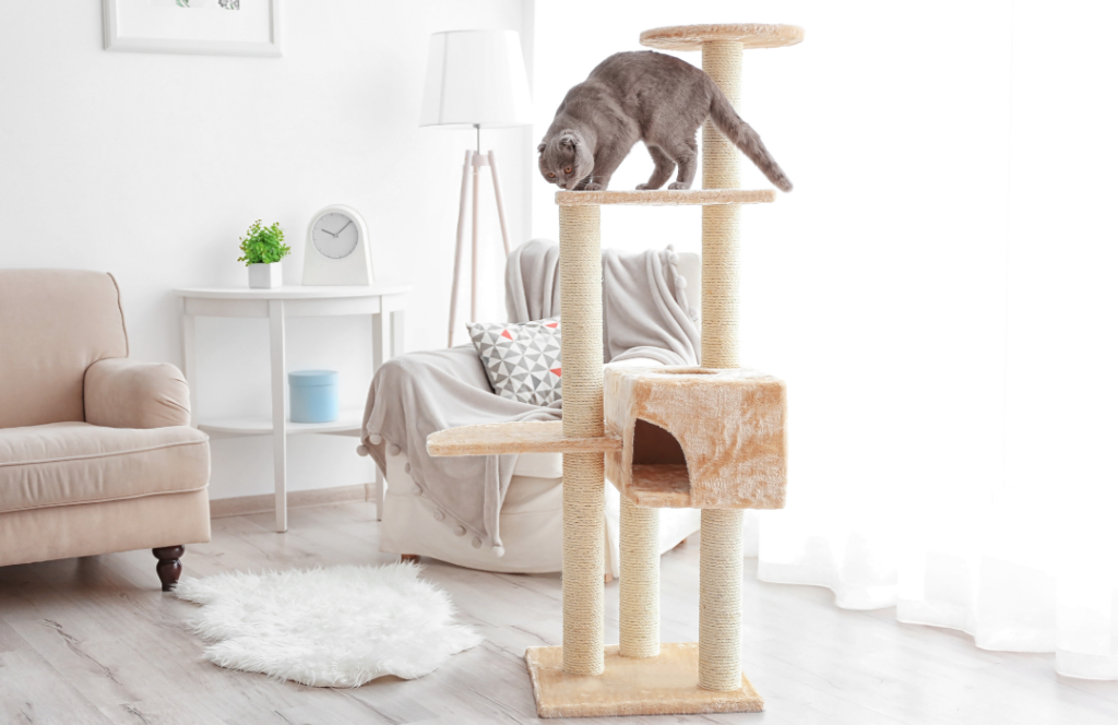 Cómo preparar tu hogar para la llegada de un gatito: una guía para recibirlo de forma segura