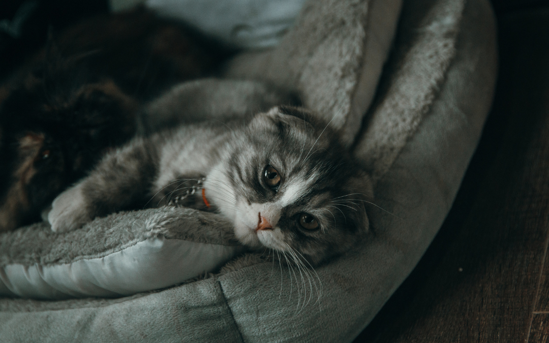 ¿Cómo saber si tu mascota está enferma? 10 señales que no debes ignorar