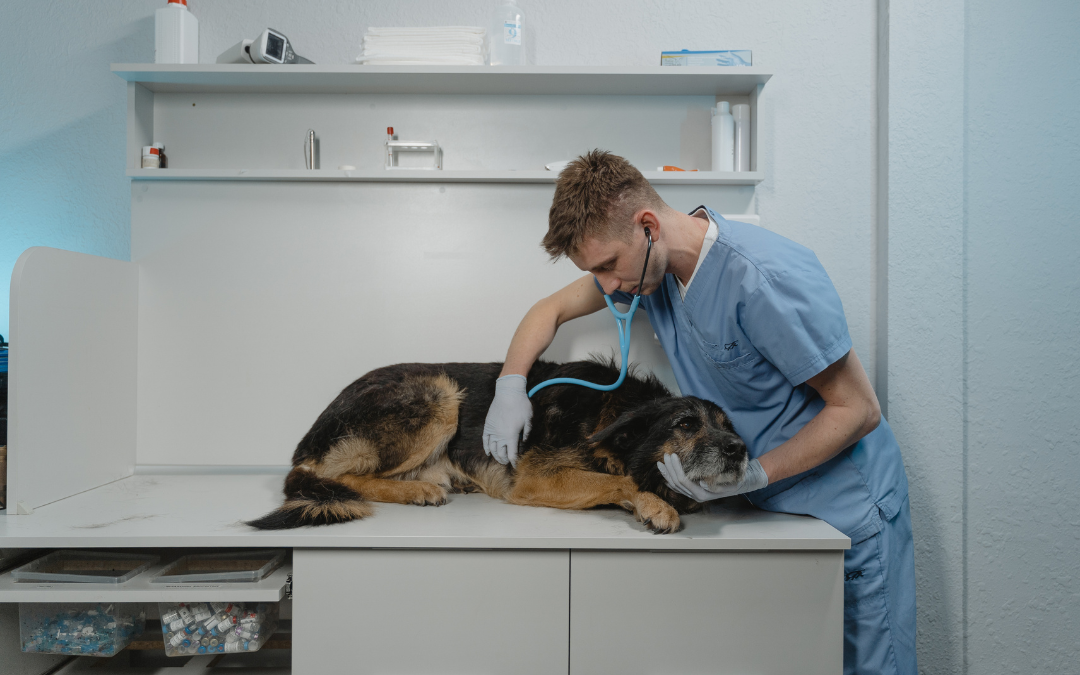 ¿Qué hacer si tu mascota tiene una emergencia? Guía para actuar antes de llegar al veterinario