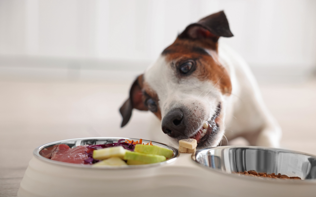 ¿Estás alimentando mal a tu mascota sin darte cuenta? 10 errores comunes