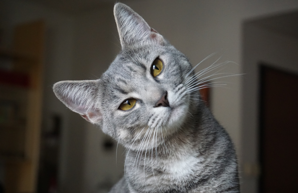 ¿Tu gato está intentando decirte algo? 10 comportamientos que no debes ignorar