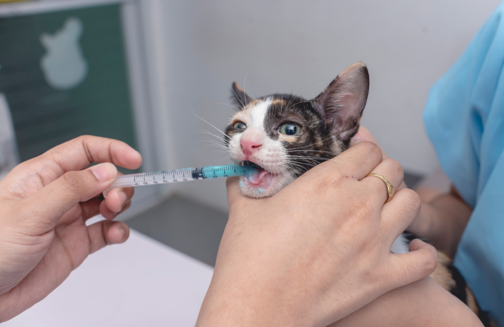 La importancia de desparasitar a perros y gatos cada 3 meses