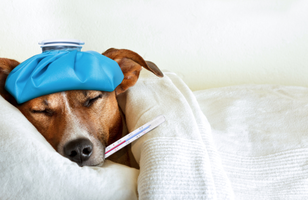 Síntomas de insuficiencia renal en perros y gatos: señales que debes conocer